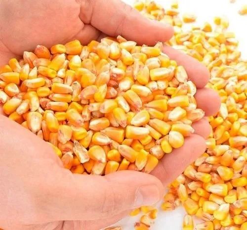 Yellow Corn / Maize & White Corn / Maize for Human & Animal Feed - Image 4