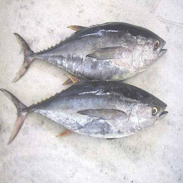 Competitive Price Organic Frozen Grade a Yellowfin Tuna Saku From Vietnam - Image 2
