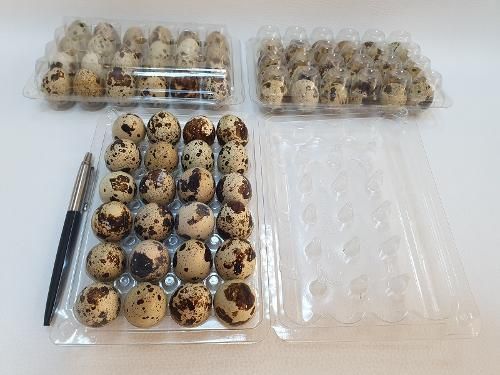 12/24 quail eggs tray Size Various Thickness Various Material Clear Plastic Pet Customization Capability Yes - Image 1