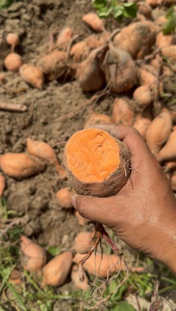Orange sweet potato - Image 2