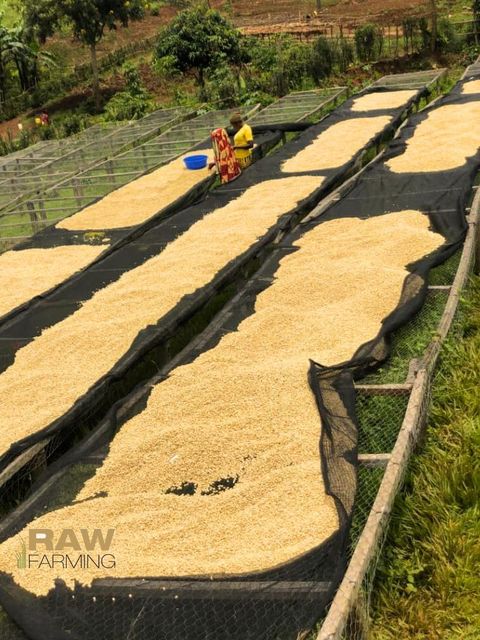 Guji Coffee , Arabica , Robusta,RDB Sunfloyer,CP8 Palm Oil ,Soybean Oil - Image 5