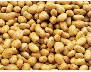 Fresh potato price in China/potato wholesale price/sweet potato price ton.Best Selling Yellow Potatoes Organic Fresh Potatoes - Image 4