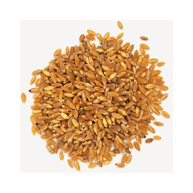 Bulk durum wheat positioned for discount price procurement and distribution - Image 3