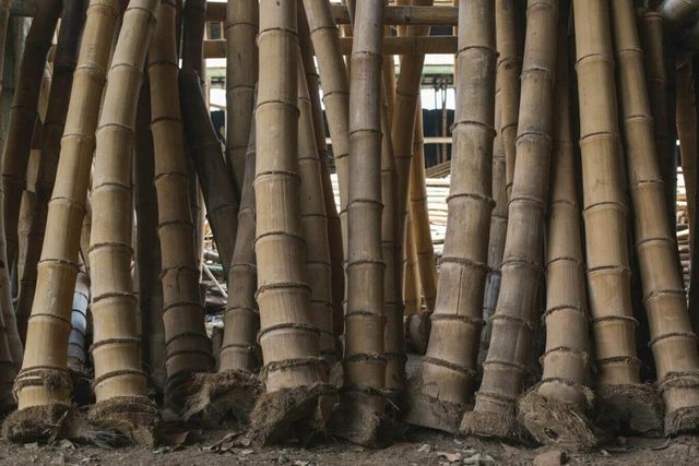 Bamboo Apus - Image 3