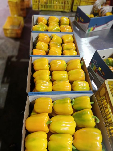 Egyptian Bell Peppers - Image 4