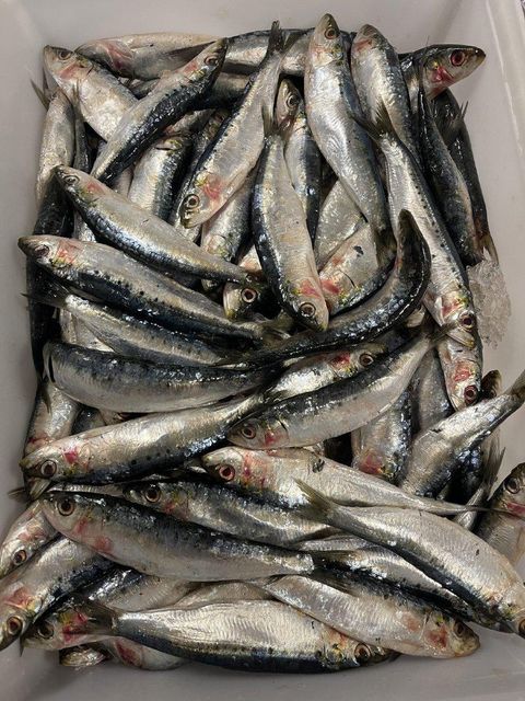 Frozen Sardine / Fresh Sardine Type Fish Flavor Rich Texture Fresh Appearance Frozen Fish Omega 3 Fatty Acid Content High - Image 3