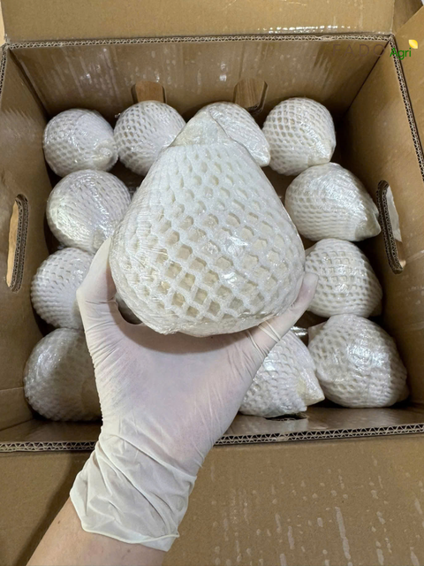 Fresh Coconut – product photo 4, product detail gallery