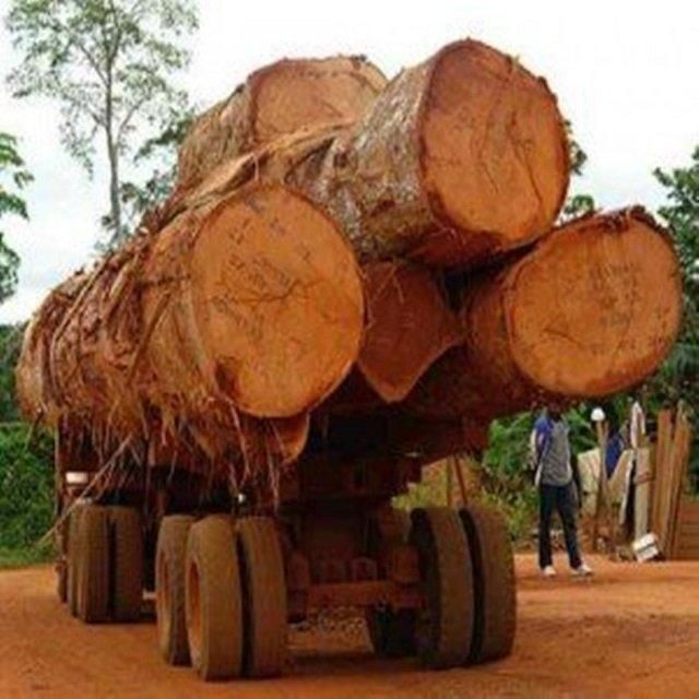 Wholesale Custom Teak Wood Logs Pine and Red hard wood/Hot Sales eucalyptus wood log with cheap price for World market - Image 3
