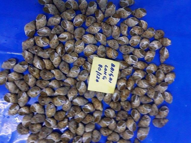 BABYLONIA SPP Content NA Style FROZEN Packaging Bag Brand Name AST Ingredients NA Weight (kg) 20 Model Number NA Drying Process - Image 4