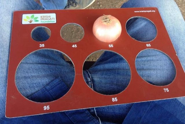 fresh red onion nashik india Place of Origin Nashik India Packaging 5,10,20,50 Kg Packing - Image 2