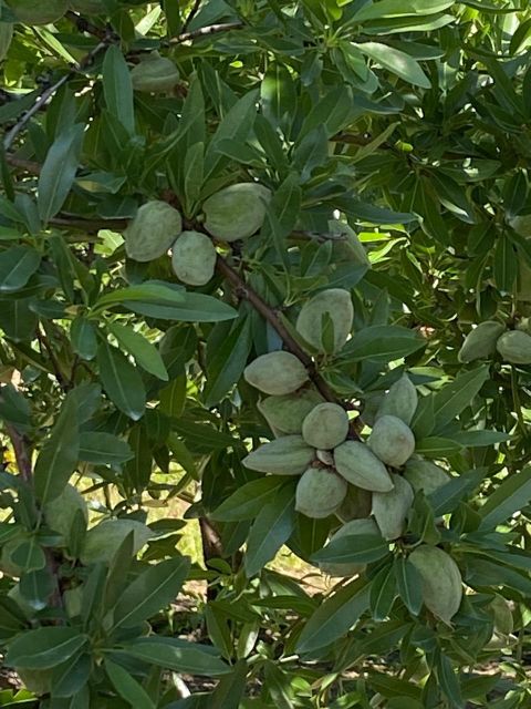 Almonds - Image 3