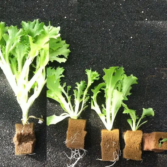 Nft Planting System Hydroponic Lettuce Seedlings for Lettuce Hydroponic Growing Cubes - Image 3