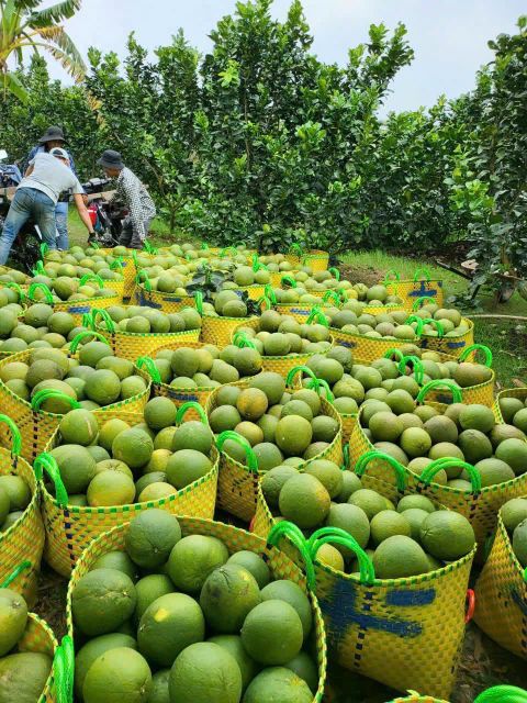 BEN TRE VIETNAMESE GRAPEFRUIT Color vỏ ngoài màu xanh tự nhiên Place of Origin bến tre việt nam Feature trái cây tươi , sử dụng ngay dùng làm nước ép  bưởi , ăn trực tiếp - Image 1