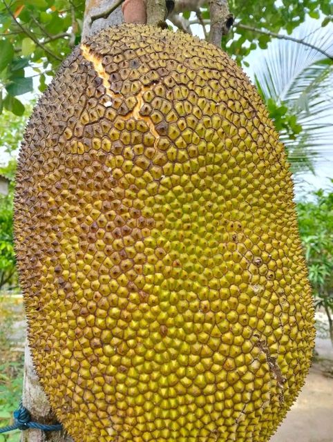 Jackfruits - Image 2