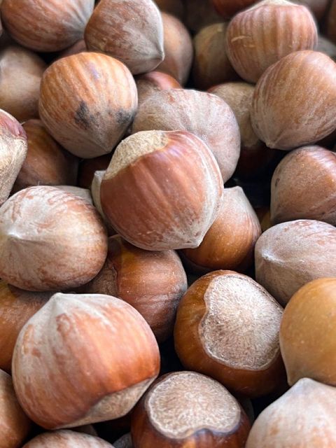High Demand Organic Dried Hazelnuts Available in Bulk Raw with Fast Shipping and Low Factory Pricing - Image 3