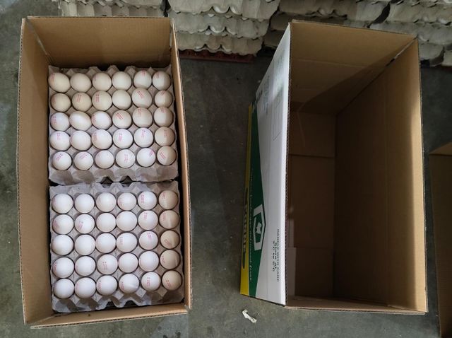 chicken eggs - Image 2