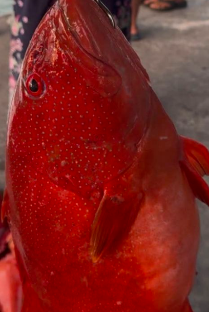 FROZEN RED CORAL GROUPER - HIGH QUALITY Type FROZEN FISH Color Vivid Red Skin Flavor Delicately Sweet Texture Tender White Flesh - Image 2