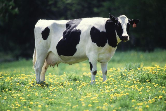 Premium Dairy Cows For Sale With Healthy Body Condition And Strong Milk Production For Modern Livestock Farming - Image 1