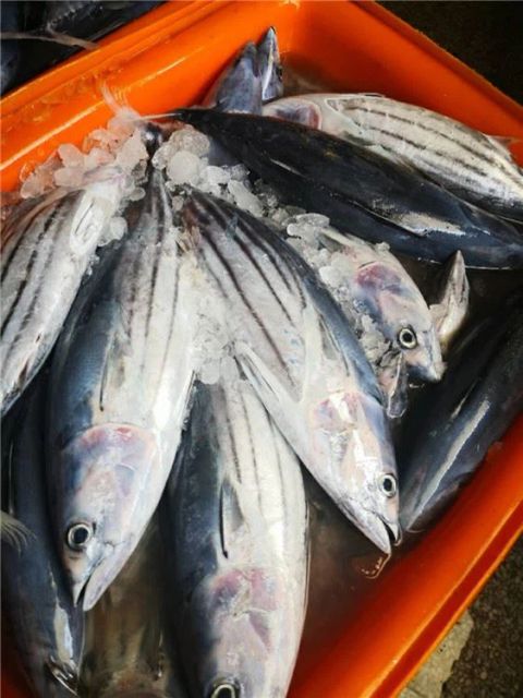 Skipjack Tuna - High Quality Frozen Seafood - Image 3