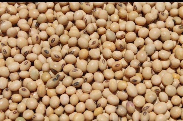 Non GMO soybean Features Organic - Image 1