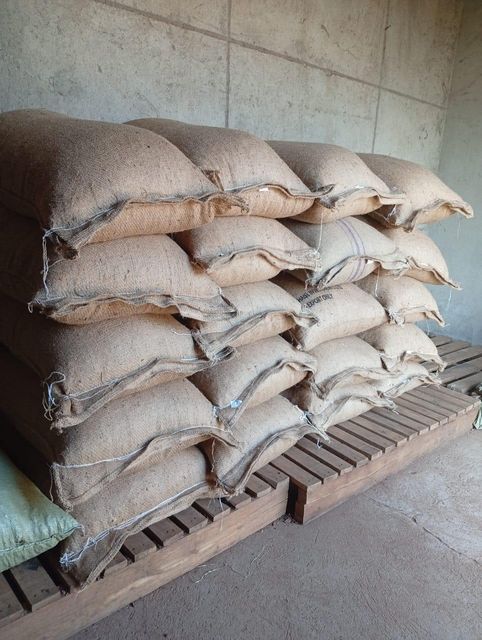Cocoa beans from Uganda Origin Uganda Bean Type Natural Degree of Processing Raw - Image 3