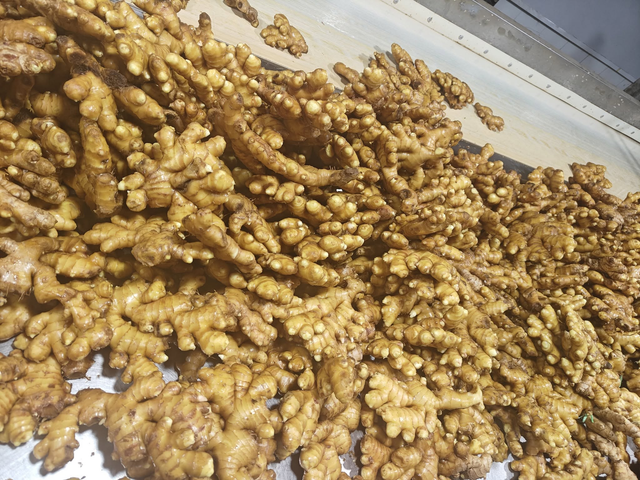 ginger - Image 3