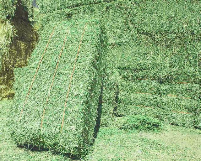 High Quality Moisture Controlled Pure Alfalfa Hay Small Bales 2% Moisture Horse Cattle Use Bulk Quantity Top Grade - Image 2