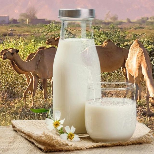 Bulk 1000kg milk powder /Camel Milk Powder /Sheep Milk Powder Available - Image 4