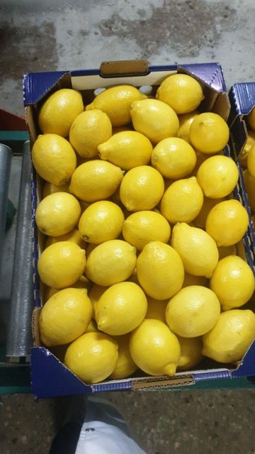 Fresh Lemons Export Quality Organic Yes Origin South Africa - Image 4
