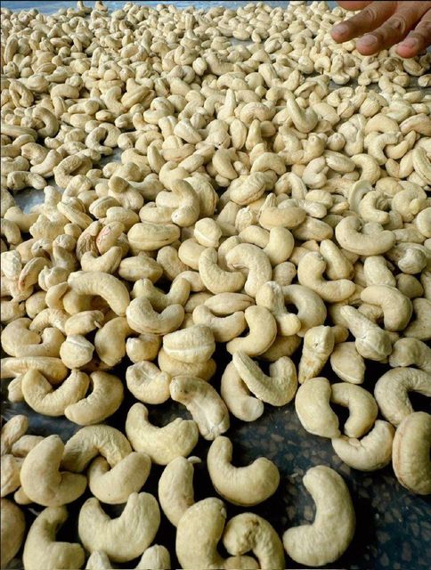 Cashew Nut Kernels Grade W240 - AFI Standard - FOB Ho Chi Minh City - HACCP Certified exporter based in Binh Phuoc Viet Nam - OEM Cashew Manufacturer (Private Label) - Image 1