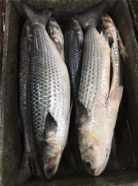 Wholesale Frozen Grey Mullet Frozen Grey Mullet Fish Whole Round IQF 90% NW - Image 3