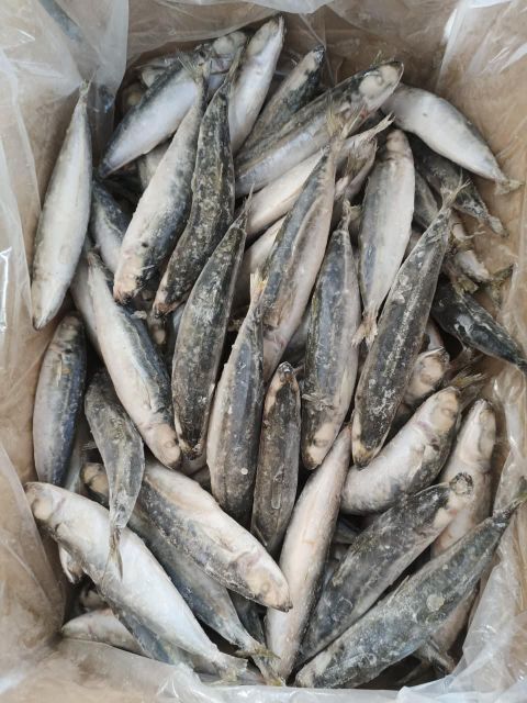 High Quality Whole Round Frozen Layang Scad IQF Frozen for Sale - Image 3