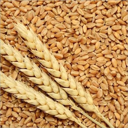 High Quality Milling Wheat Available For Bulk Purchase And Commercial Use - Image 4
