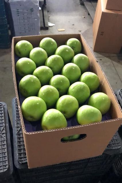 Fresh Quality Granny Smith Apples for sale Calss 1 Export Quality Grade Premium Packing - Image 4