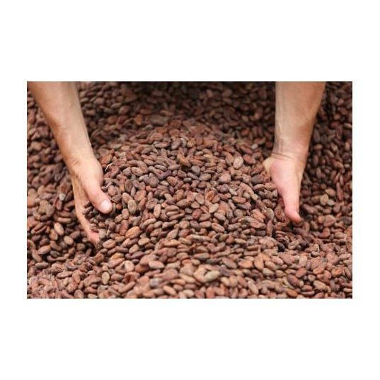 high quality cocoa beans for chocolate making roasting and grinding natural cacao beans with rich aroma and flavor ideal for chocolate factories bakeries dessert preparation and healthy dark chocolate recipes - Image 5