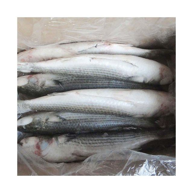 Wholesale frozen grey mullet fish bulk supply low price fresh and frozen fish - Image 4