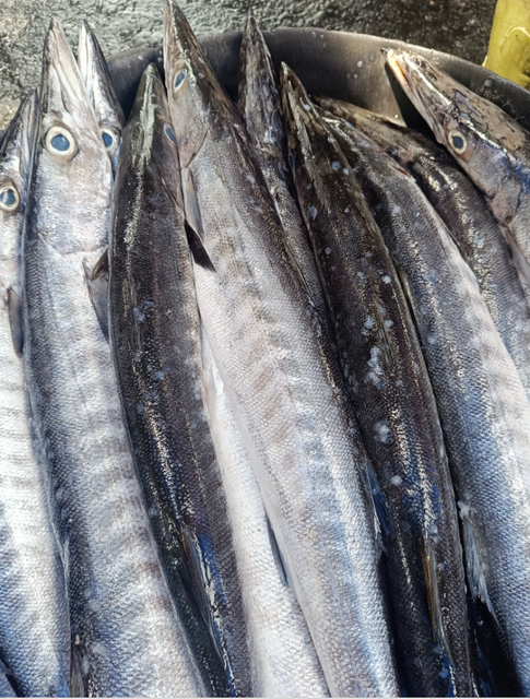 FROZEN BARRACUDA - HIGH QUALITY Type FROZEN FISH Flavor Bold, Savory Texture Firm, Meaty Sustainability Sustainably Caught - Image 2