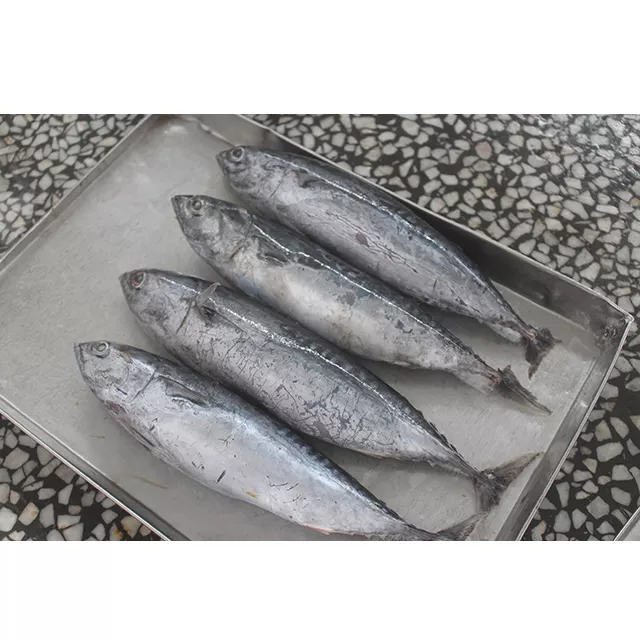 Frozen Skipjack Tuna Fish Premium Whole Round Export Quality Seafood For Bulk Distribution And International Supply - Image 2