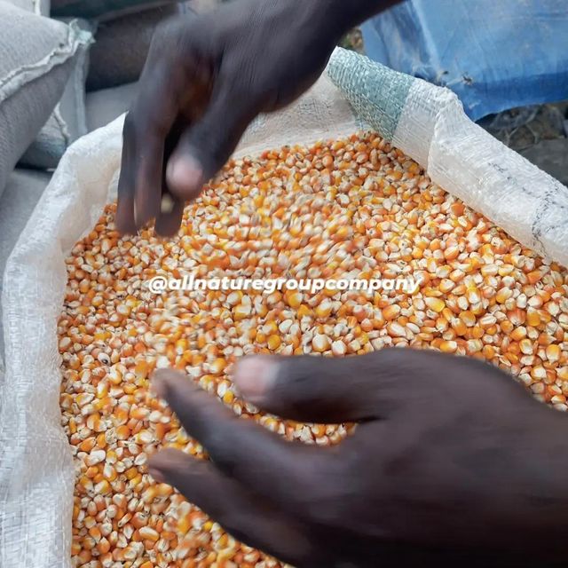 YELLOW CORN MAIZE - Image 3