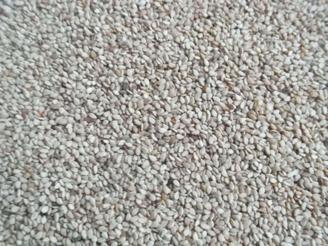 White sesame seed – Wollega Type - Image 2
