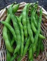 Cluster Beans Suppliers In India Address - Color GREEN Style Fresh Content N/A Model Number pec Ingredients Beans Type cluster - Image 5