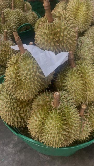 Fresh Whole Grade AB Monthong Durian (Available as whole or as unshelled) from Thailand - Image 3