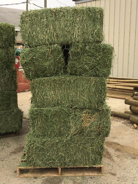 Alfalfa Hay - Image 4