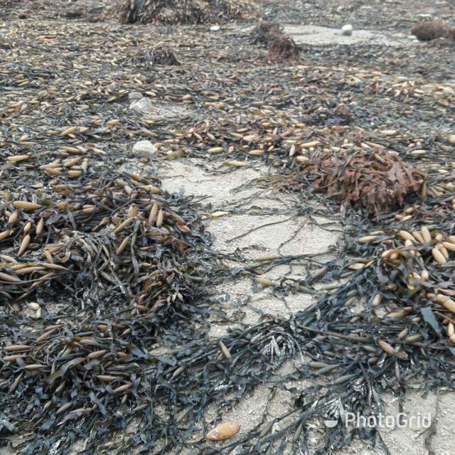 Macrocystis Dried seaweed Brown from peru - Image 9