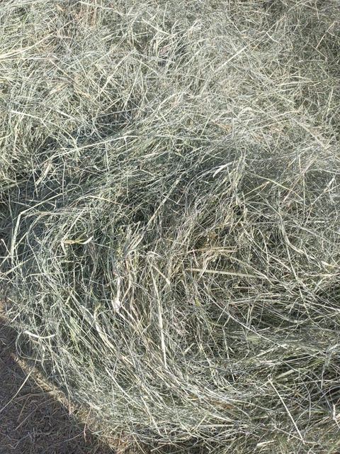 Rhodes Grass Packaging Bales Max. Moisture (%) 12% Place of Origin Pakistan - Image 4