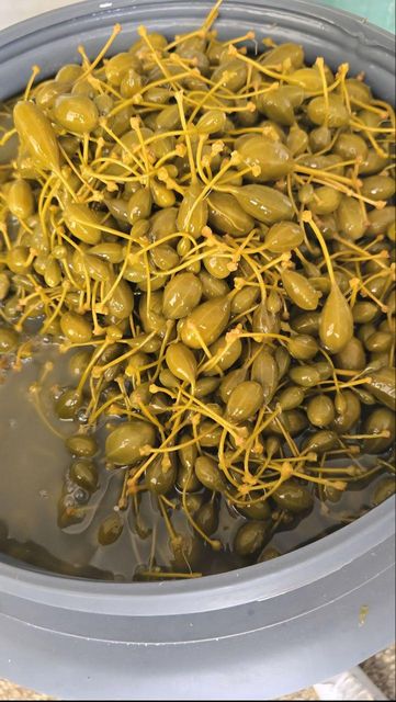 Câpre , black olives 4500 DOLLARS LE TONNES Origin Taounate Region, Morocco Quality Standard Premium-quality Certifications Full Compliance With International Health And Safety - Image 1