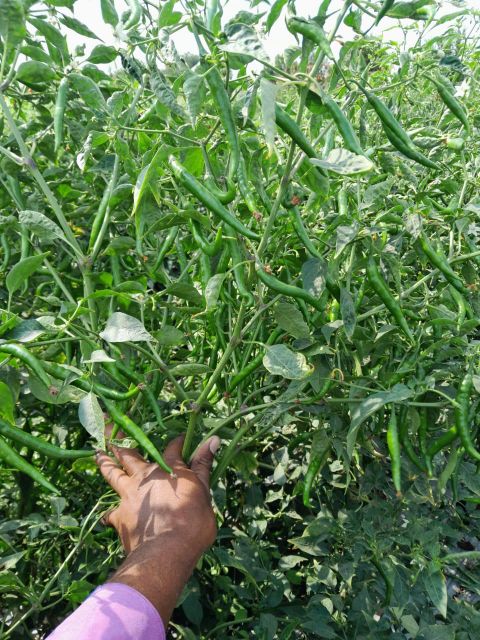Fresh Green Chilli - Image 4
