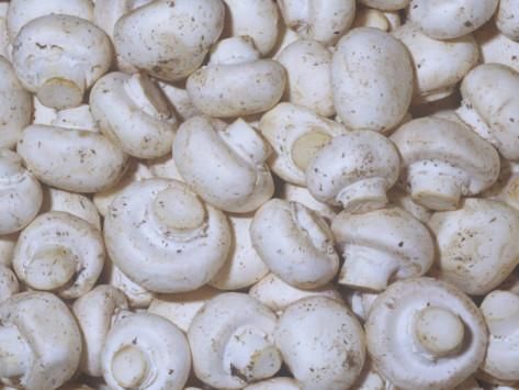 white mushroom Shape Rod Color White Size 5-6 cm Style FROZEN Certification ISO Brand Name Vdelta Type Oyster Mushroom Shelf Life 12 - Image 4