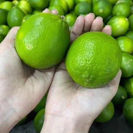 Fresh Lemon Fruits Top Sales Natural Citrus From Vietnam Best quality wholesale Seedless Green Lime Premium Quality - Image 6