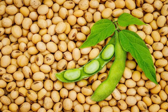 Natural Whole Soybeans For Sale With Good Grain Condition And Nutritional Value Suitable For Commercial Feed Food - Image 4